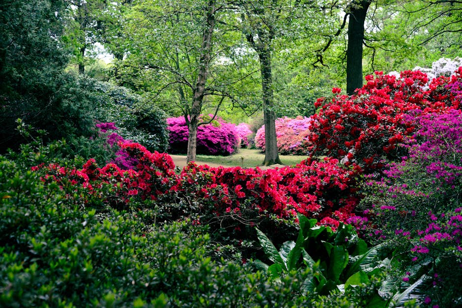 A well-maintained garden scene showcasing a neatly trimmed lawn with lush, green grass bordered by garden beds filled with vibrant flowering plants and leafy hedges. Visible in the background are matu